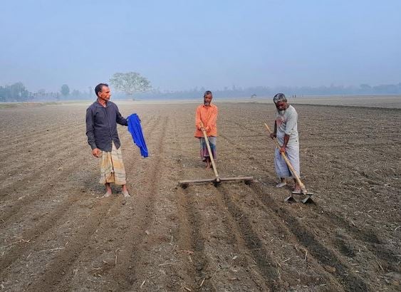 Farmers busy planting potato seeds in Lalmonirhat