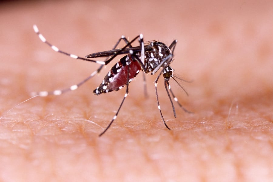 5 die, 274 hospitalised in dengue