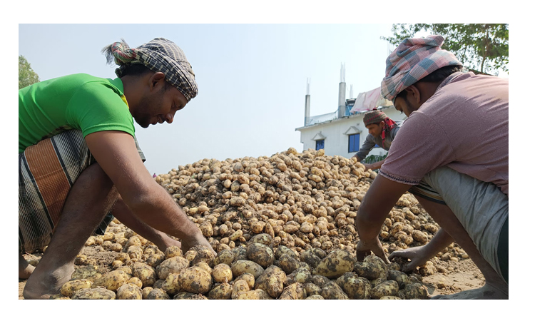 Barguna farmers cultivating potato with hope of making profits