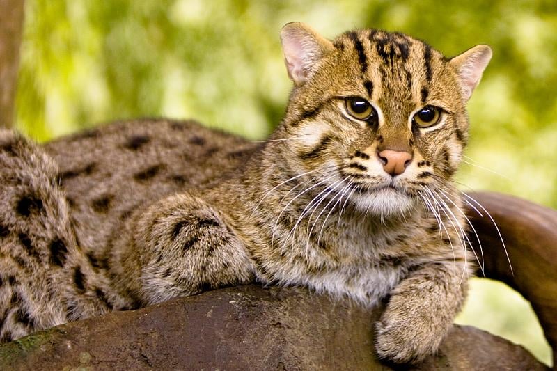 Man held for killing fishing cat in Jhenaidah