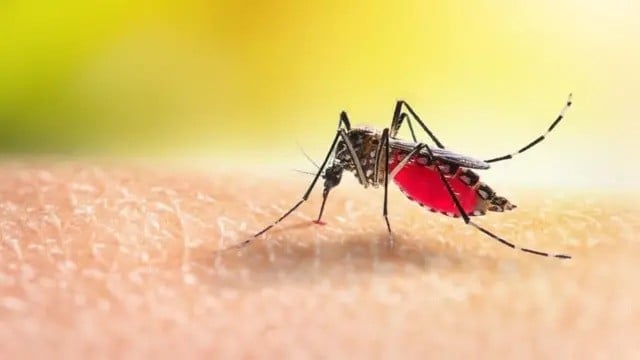 One dies, 172 hospitalised in dengue in 24 hrs