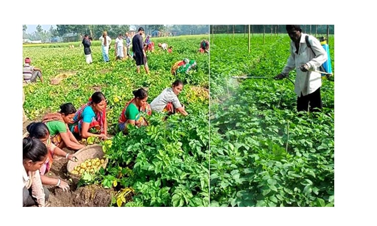 All-time record potato production likely in Rangpur region