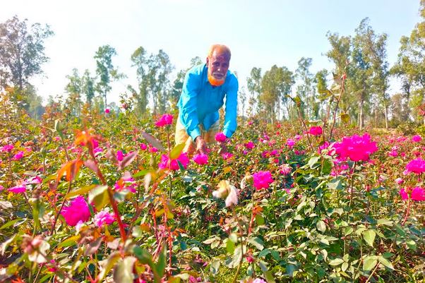 Flowers farming changes fortune of many Ullapara farmers