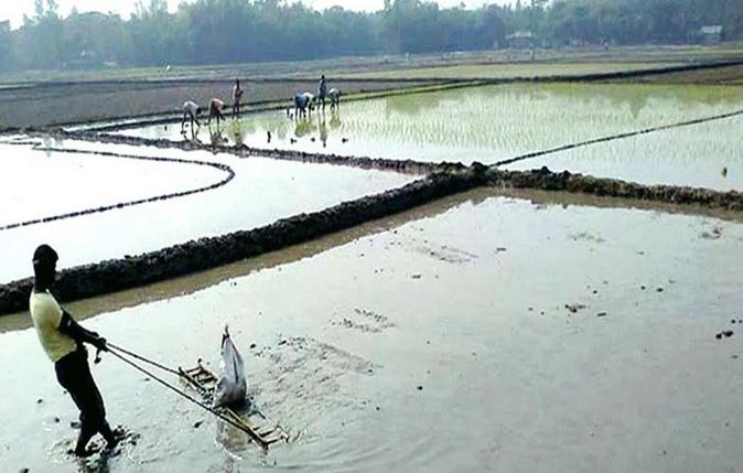 Boro rice seedling transplantation begins in Rangpur