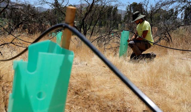 Disaster-hit Chilean park sows seeds of fire resistance