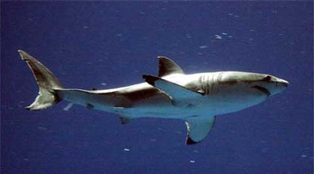 New Caledonia man dies in shark attack