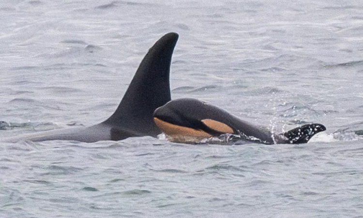 Bereaved orca seen carrying another dead calf in US waters