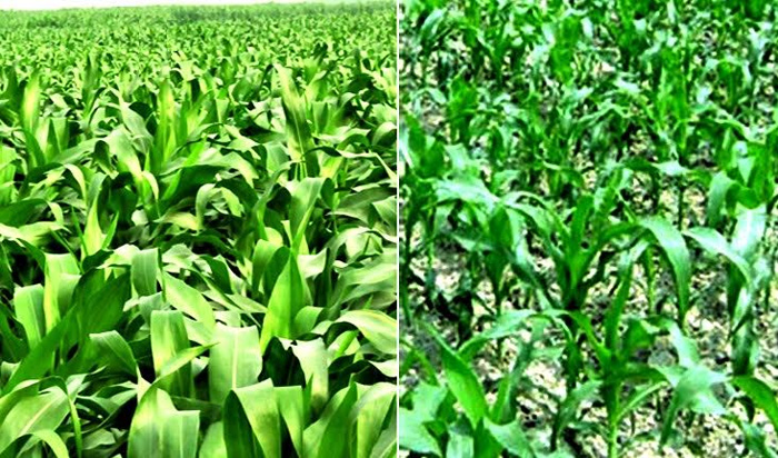 Bumper Maize production expected in Rangpur 