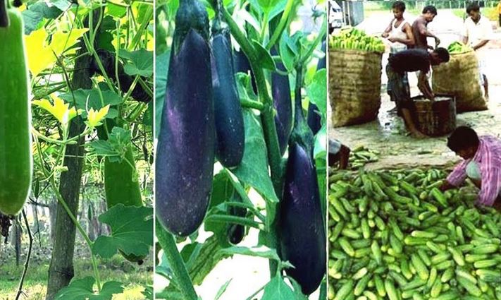 Price of winter vegetables reduced, bumper output likely in Rangpur