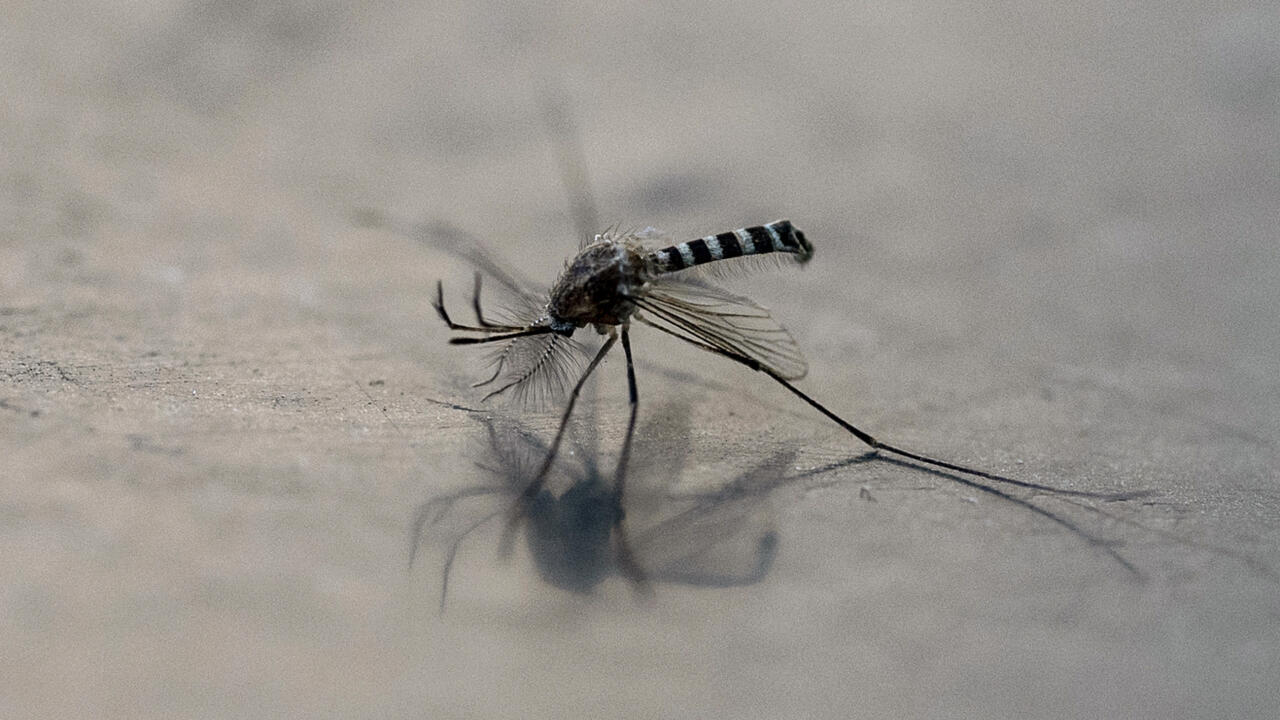 Mosquitoes with 'toxic' semen could stem disease spread: research