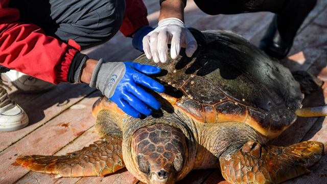 Tunisian rehab barge offers hope for vulnerable sea turtles