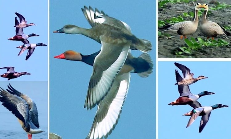 Migratory birds transforming water bodies into sight-beholding places