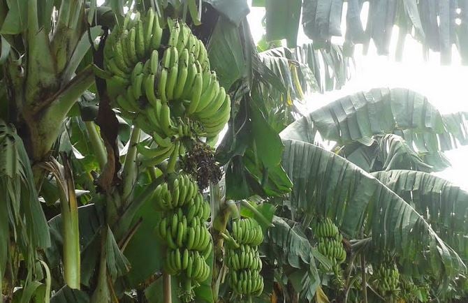 Banana cultivation changes lot of poor women 