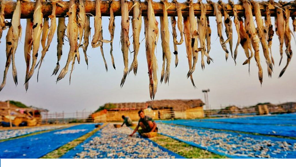 Fish drying-processing becomes vibrant in Sundarbans