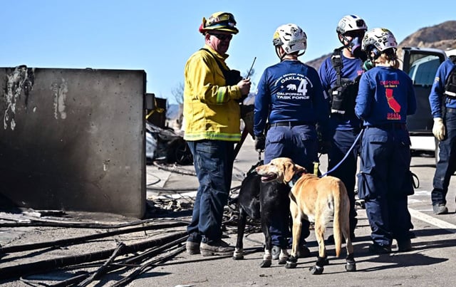 Dogs prove invaluable in massive search for Los Angeles fire victims