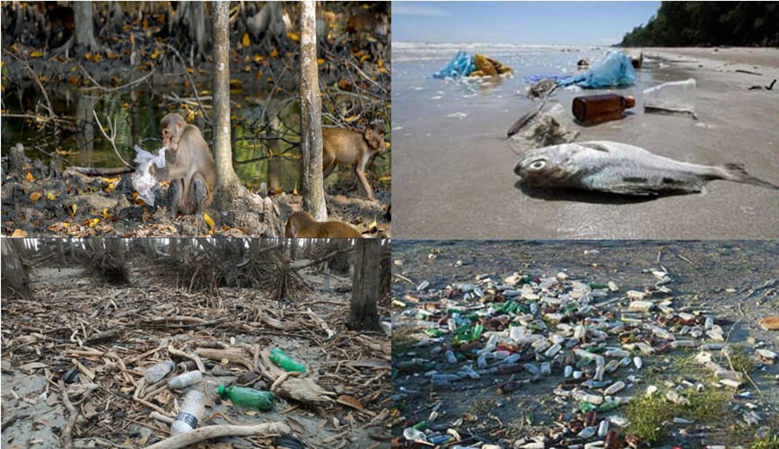 Plastic pollution poses threat to ecosystem, biodiversity of Sundarbans 