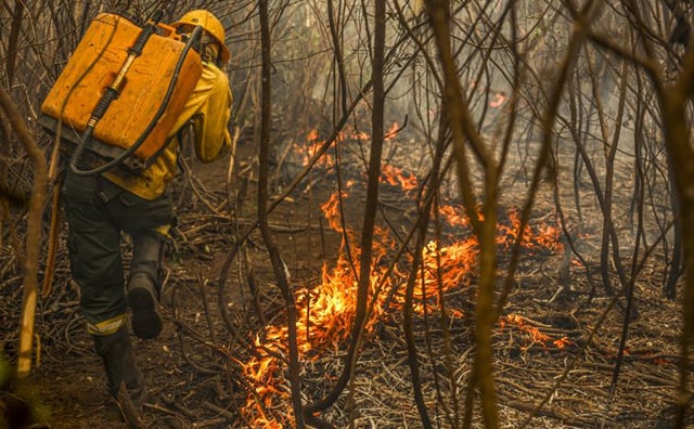 Brazil saw 79pc jump in area burned by fires in 2024: monitor