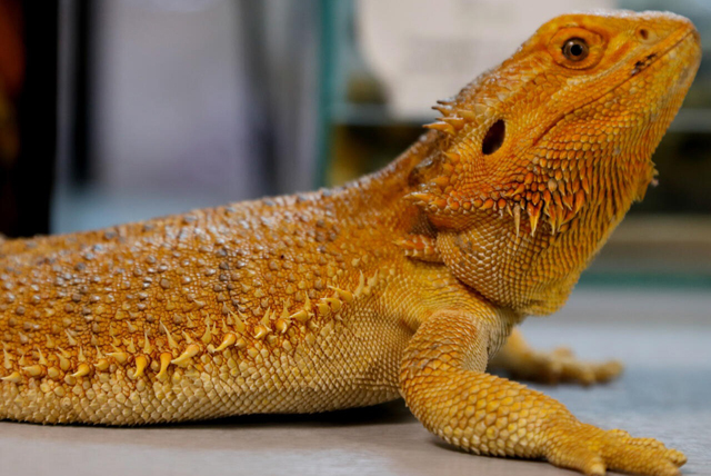 Japan Post to stop delivery of live reptiles