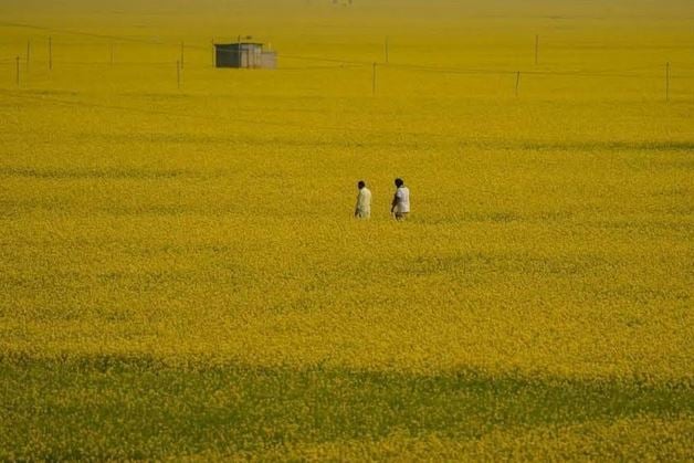 Farmers expect surplus mustard output as record farming happened 