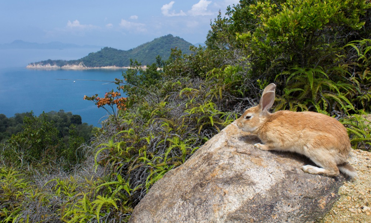 Japan man arrested for kicking rabbit as police probe 77 other deaths