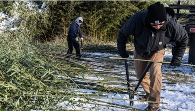 Bamboo farm gets chopping for US zoo's hungry new pandas