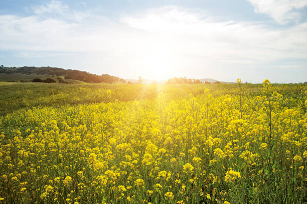 Sprawling mustard fields turn buzzing hub in Magura