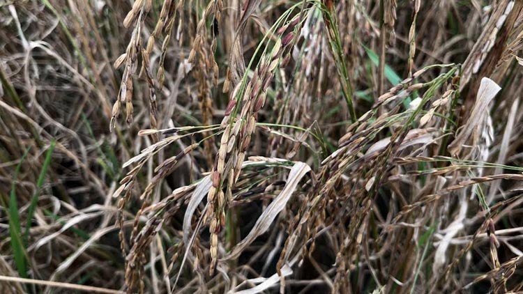 Colored rice reduce diabetes, hypertension risks: research