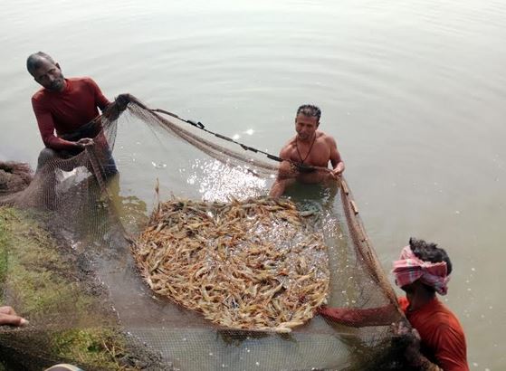 Climate change poses threat to shrimp farming in Khulna