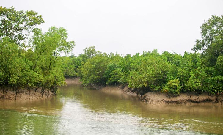 Invasive plants detrimental to Sundarbans ecosystem, biodiversity 