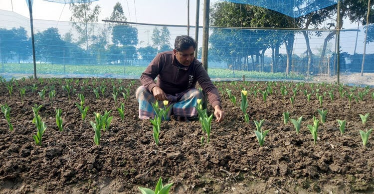 Tulips, a budding venture for Dinajpur