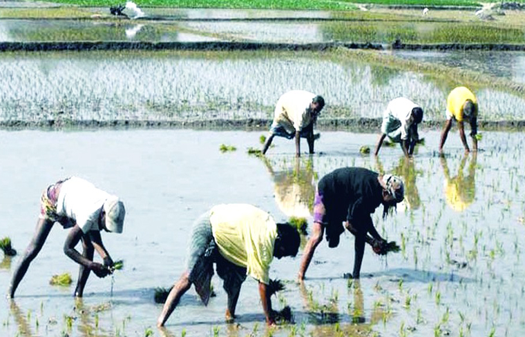 Rangpur farmers complete 33.68pc Boro seedling transplantation