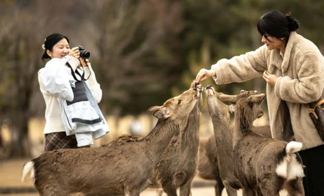 The squad saving deer from tourist trash in Japan's Nara