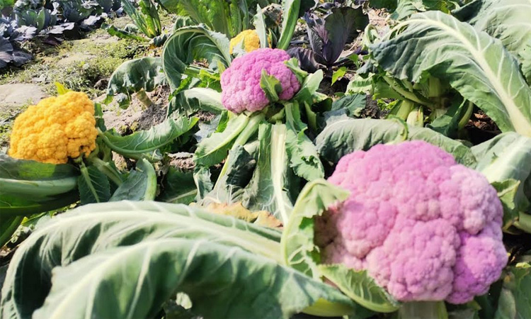 Dinajpur farmers achieve success in cultivating colourful cauliflower, cabbage