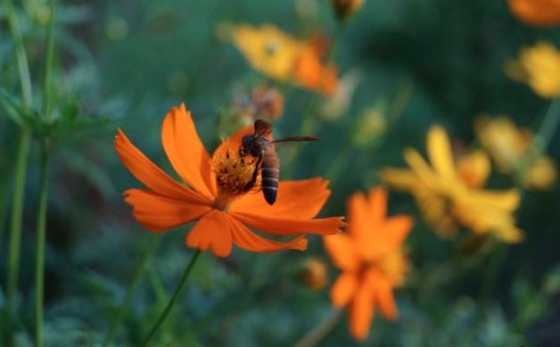 Nature prepares to embrace spring's blossom