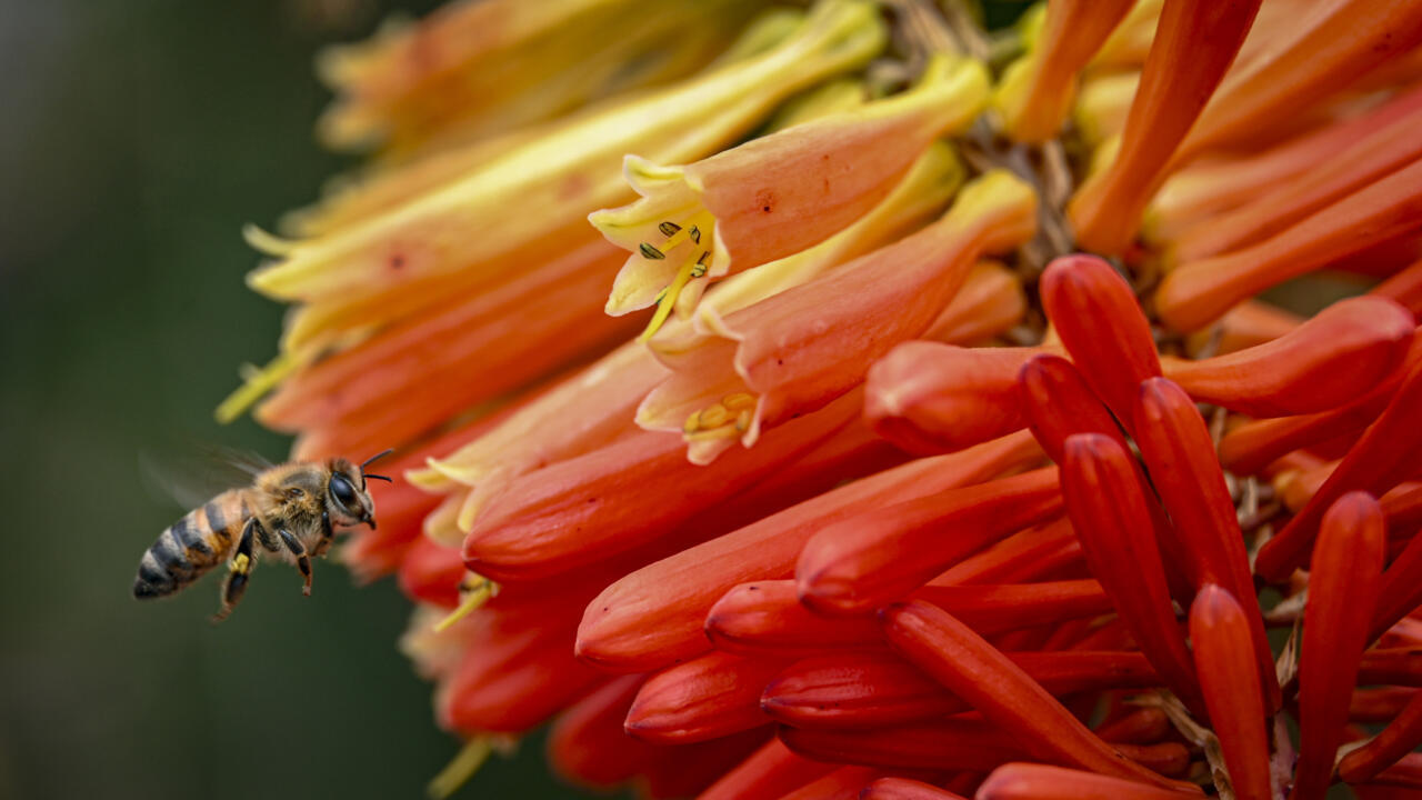 Pesticides causing widespread harm to animals and plants: study