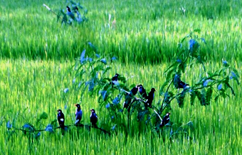 Farmers prefer eco-friendly perching pest management technique 