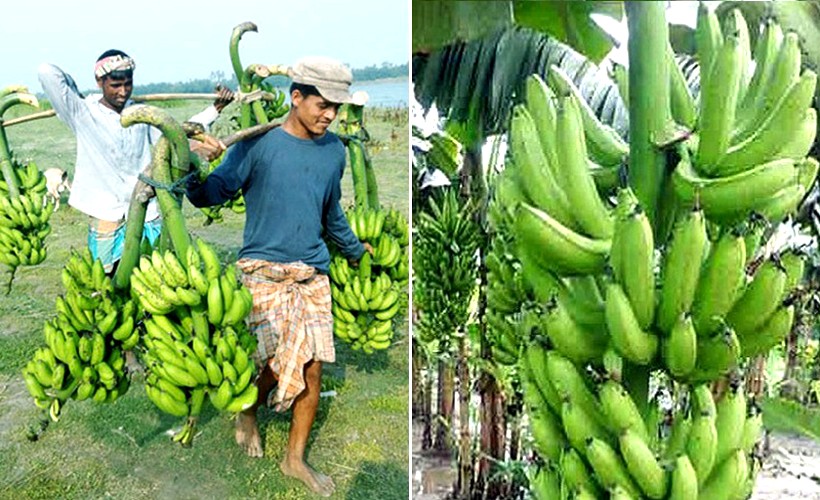 Bumper yield, fair price make Rangpur banana farmers happy