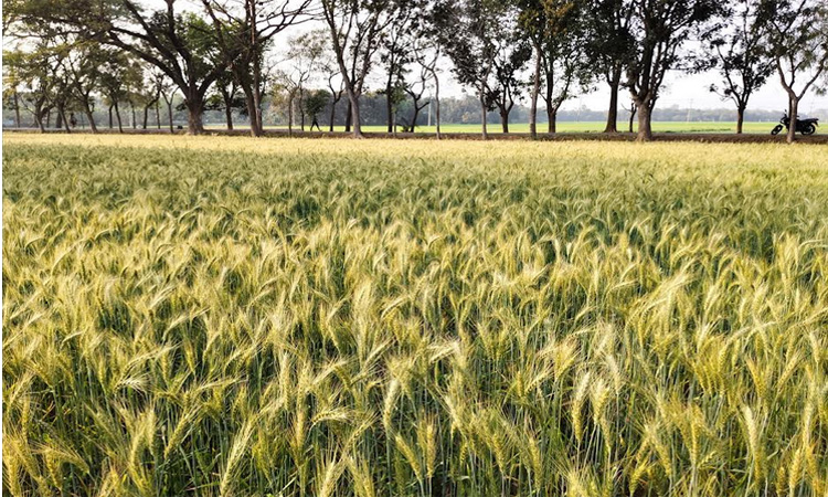 Farmers eyeing bumper wheat yield in Rajshahi