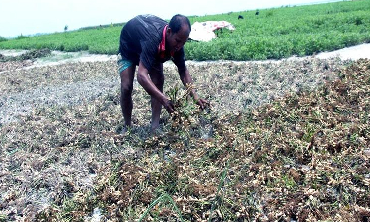 High groundnut yield makes Rangpur farmers happy  