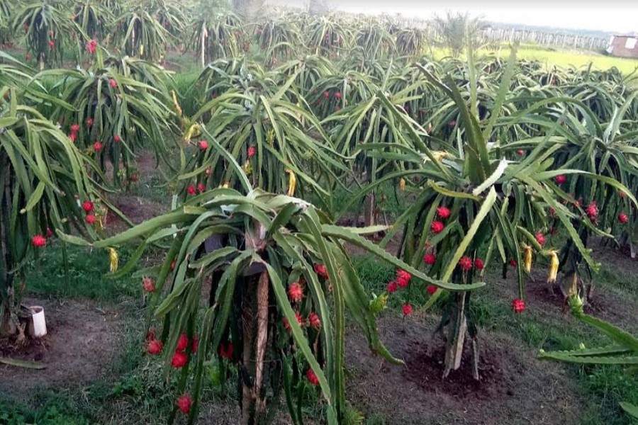 Dragon fruit farming thrives in Rajshahi flourishing employment 