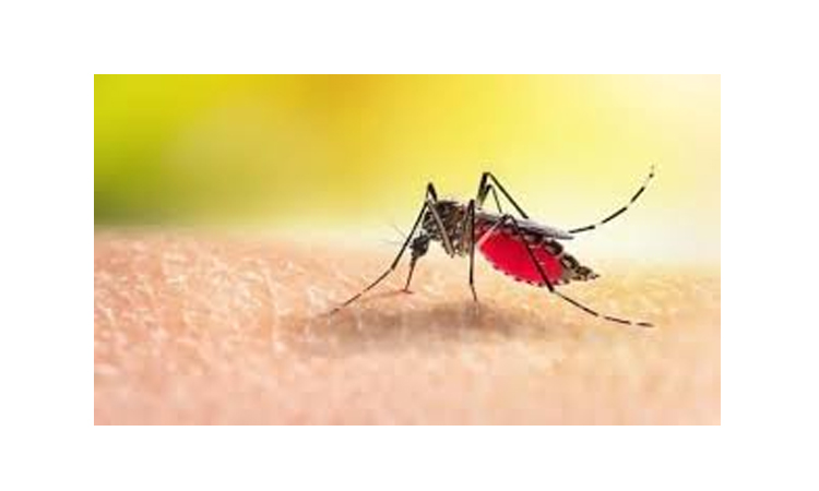 Nine dengue cases reported in 24 hrs