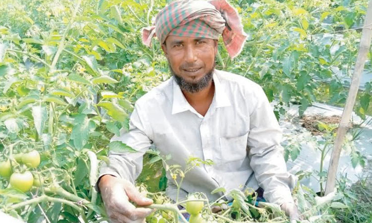 Tomato farming using mulching method gets popular in Sirajganj