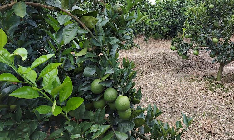 Citrus fruit farming boosts agri economy in Rajshahi