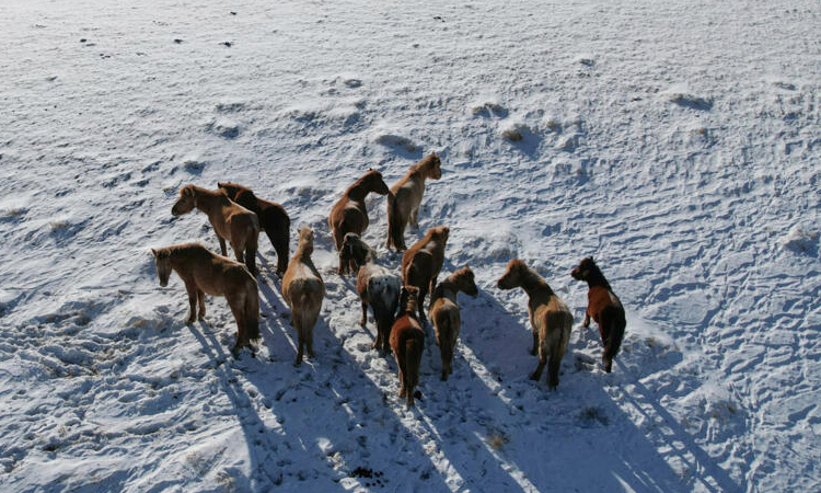 On the Mongolian steppe, climate change pushes herders to the brink