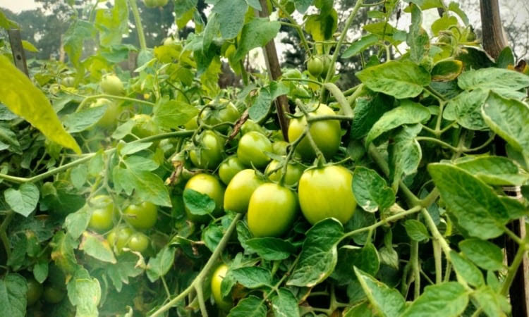 HSTU research unlocks pathways for future of tomato cultivation