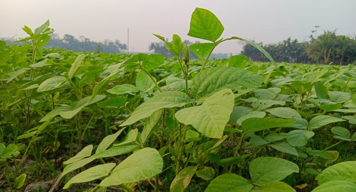 Possibility of soybean production worth Tk 400cr in Lakshmipur