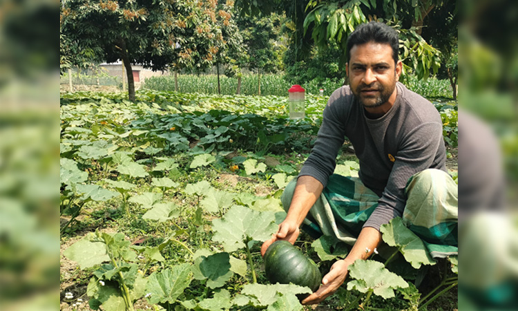 Companion Planting: success of sweet pumpkins with litchi opens up new possibilities