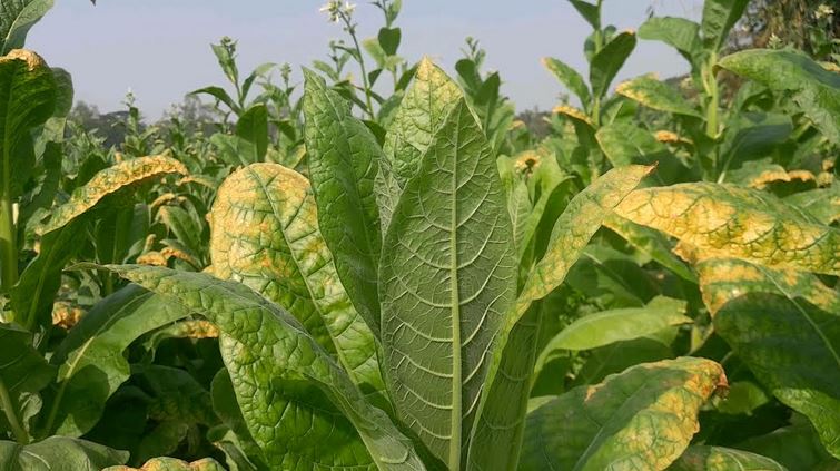 Tobacco farming is on rise in Netrakona ignoring its harmful effect on health