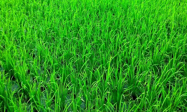 Rangpur farmers exceed Boro rice farming target, eyeing bumper yield 