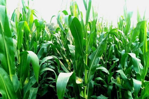 Farmers hoping for bumper maize production in Rangpur region